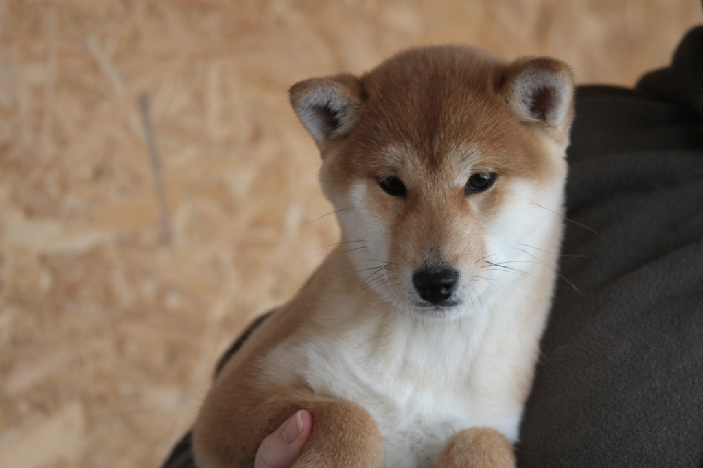 Это изображение имеет пустой атрибут alt; его имя файла - img_2255.jpg